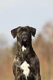CANE CORSO 814